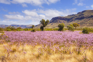 Native Mullah Mullah flowers in the remote Pilbara region of Western Australia